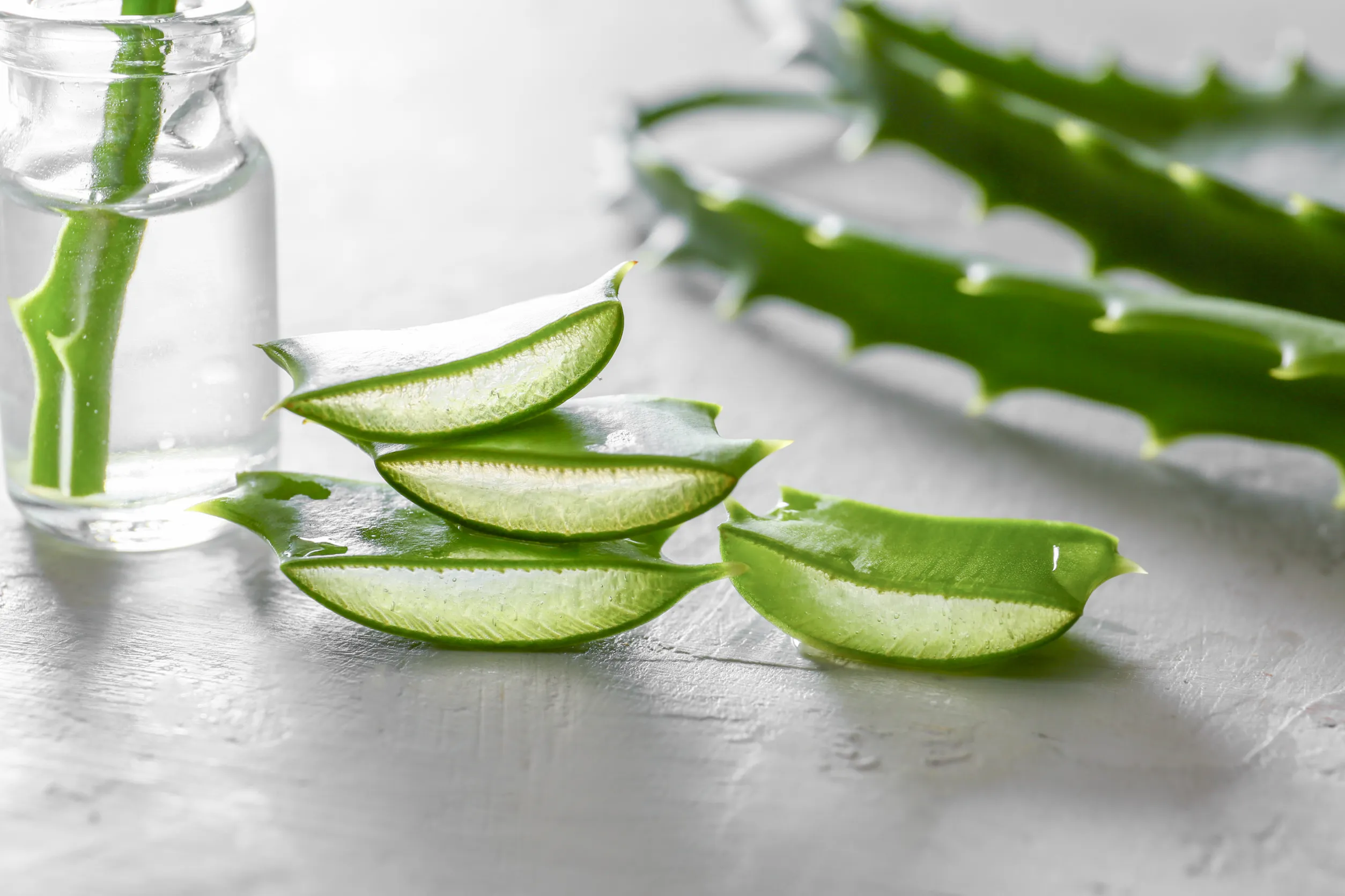 aloe vera 