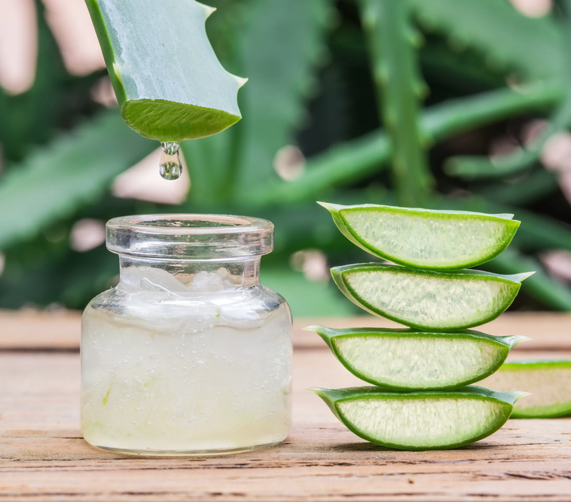 aloe vera